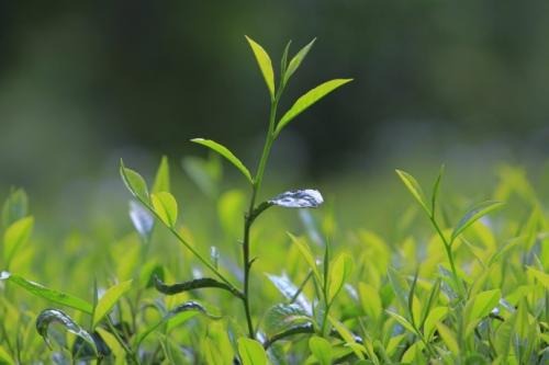 有哪些消脂肪的茶