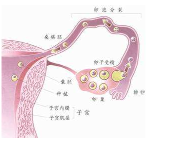 原来是忽视了宫外孕的这3个小症状-医药代理网