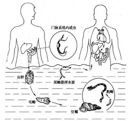 暑假出游戏水请警惕血吸虫病_药品招商