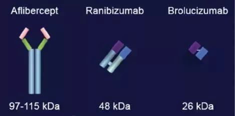Brolucizumab与其它湿性AMD疗法分子量的比较