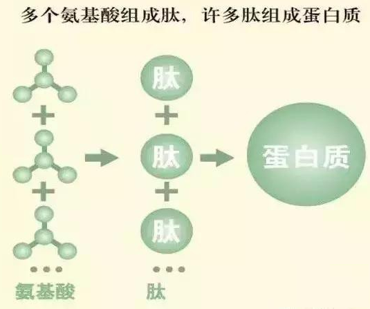 肽和营养保健品有什么区别