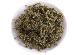 详解养肝草多少钱一斤 养肝草的价格