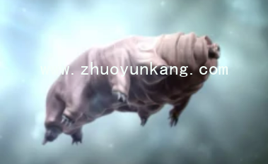 熊1