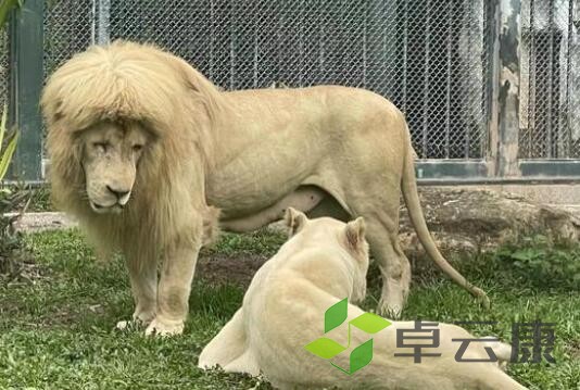 狮子1