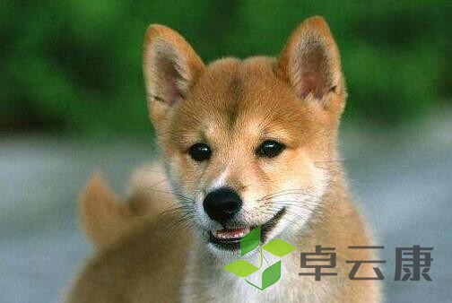狗