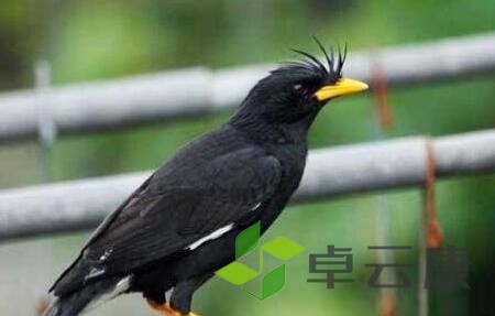 鹦鹉