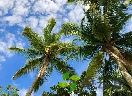 椰子