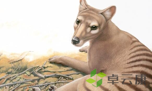 动物1