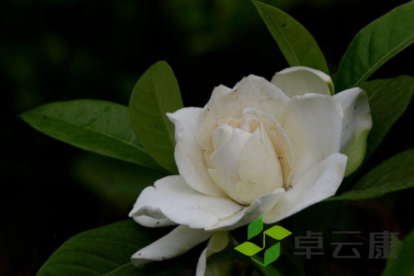 微信截图_20221203210804