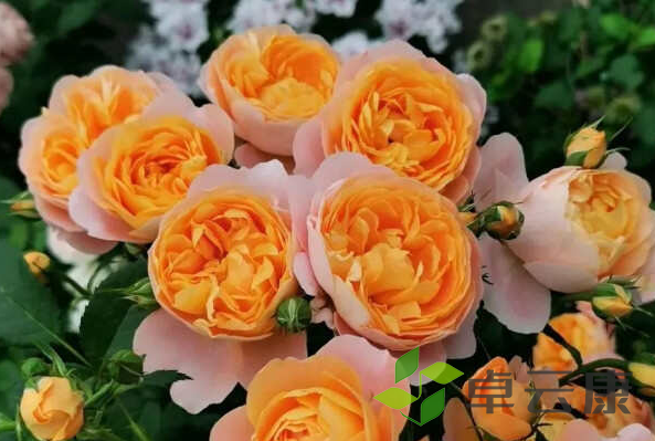 微信截图_20221205205228