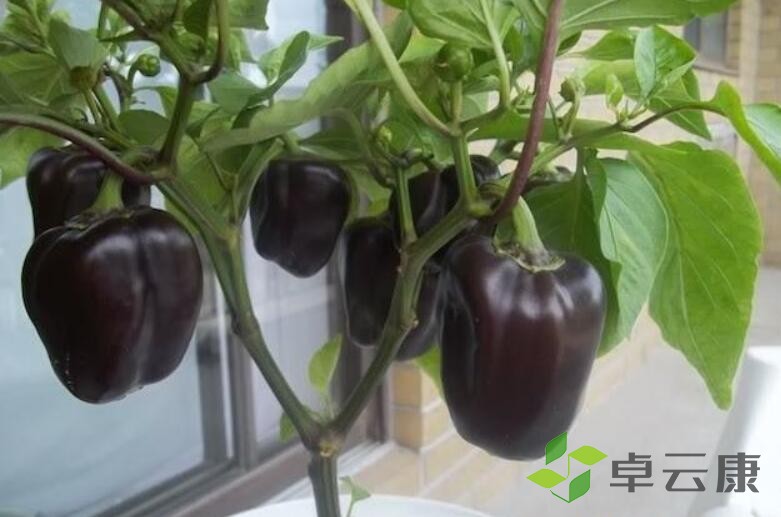 QQ截图20221206164401