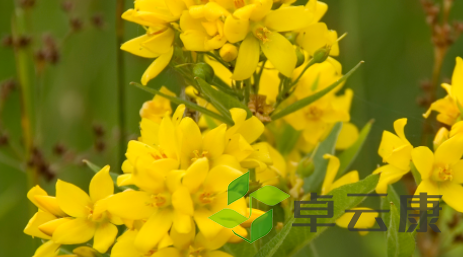 QQ截图20221207220904