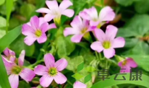 图片37