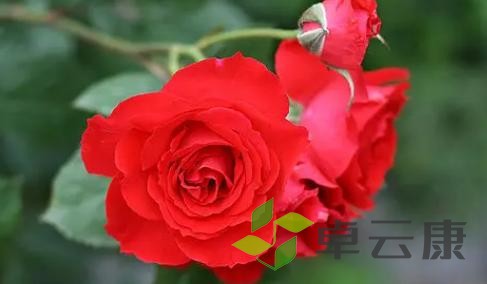 图片88