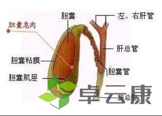 胆囊