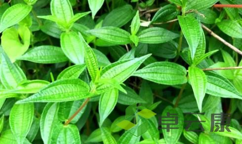 糯米草