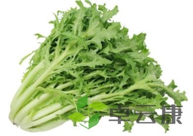 苦菊