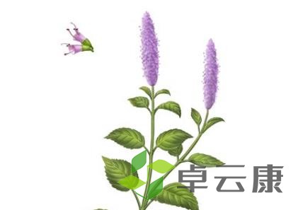 广藿香