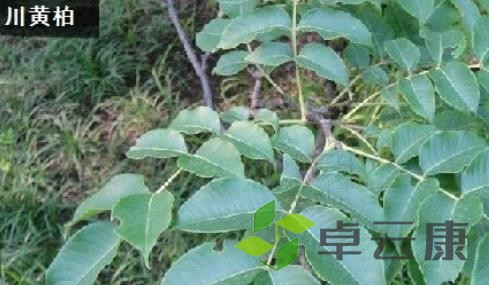 黄柏树