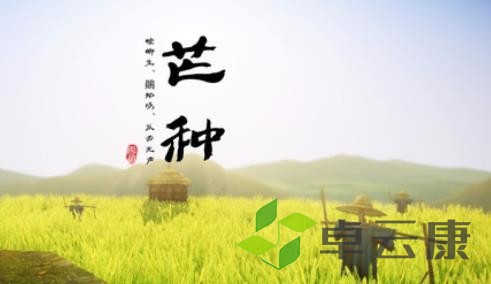 芒种