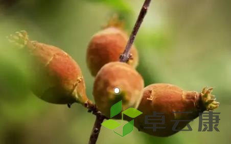 腊梅果