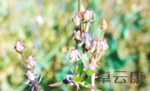 喜马拉雅紫茉莉