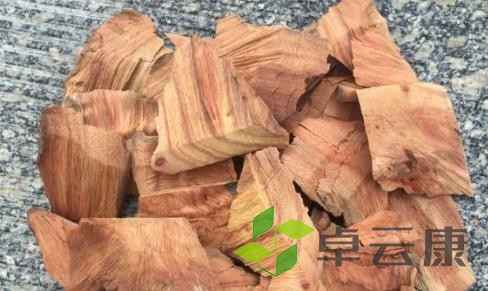 樟树根