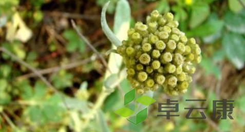 草